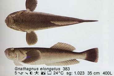 Gnathagnus elongatus